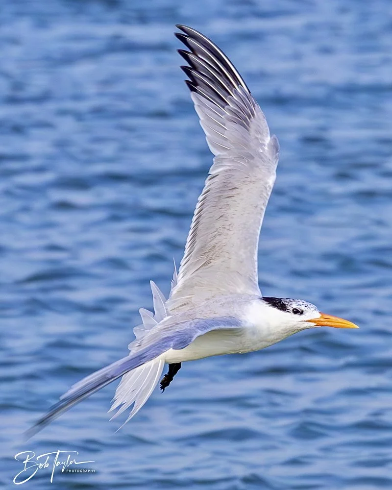 20240613-SASP Jun 24 -4.jpeg