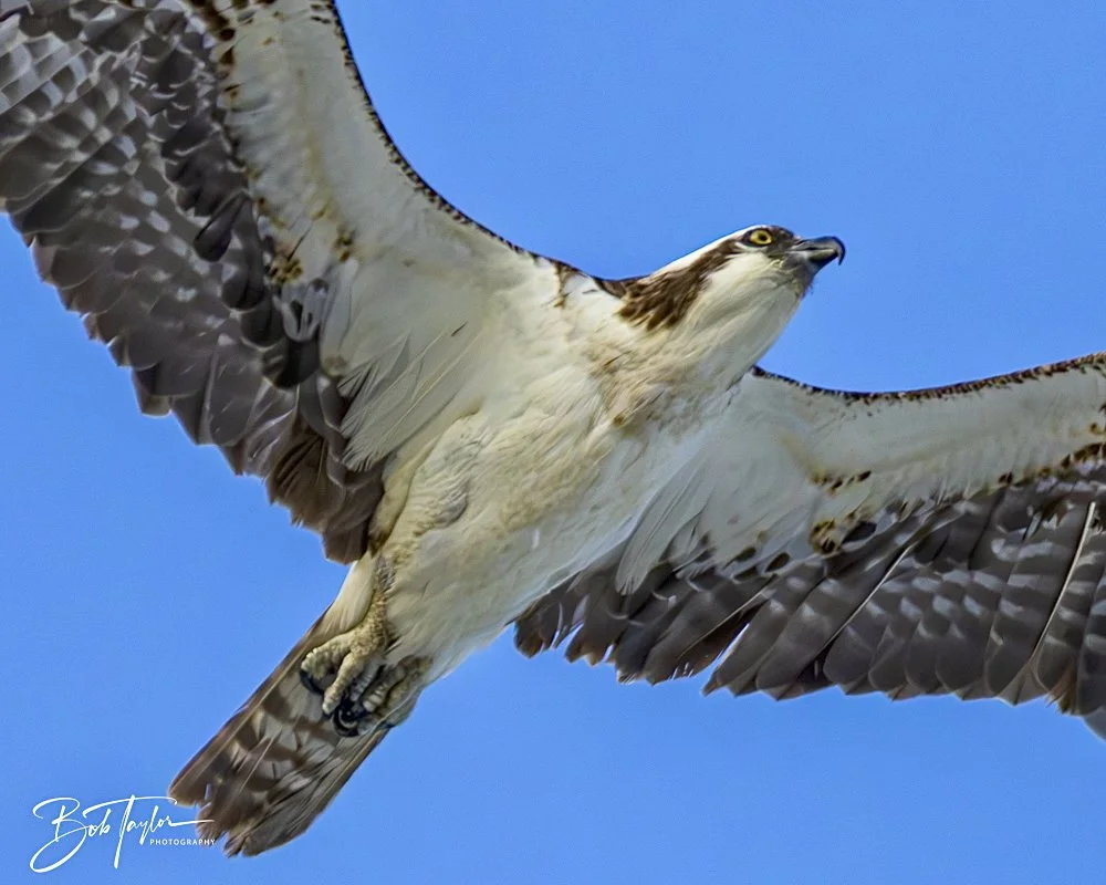 20240613-SASP Jun 24 -1.jpeg