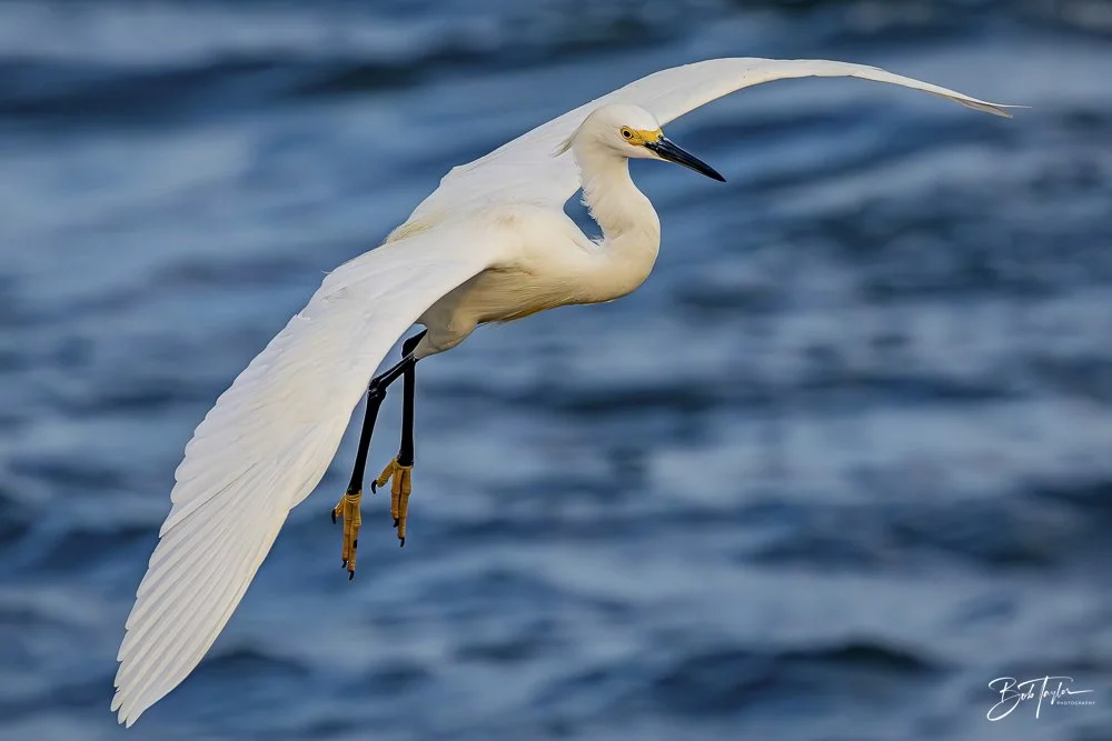 20240625-SASP Birds 4 -1.jpeg