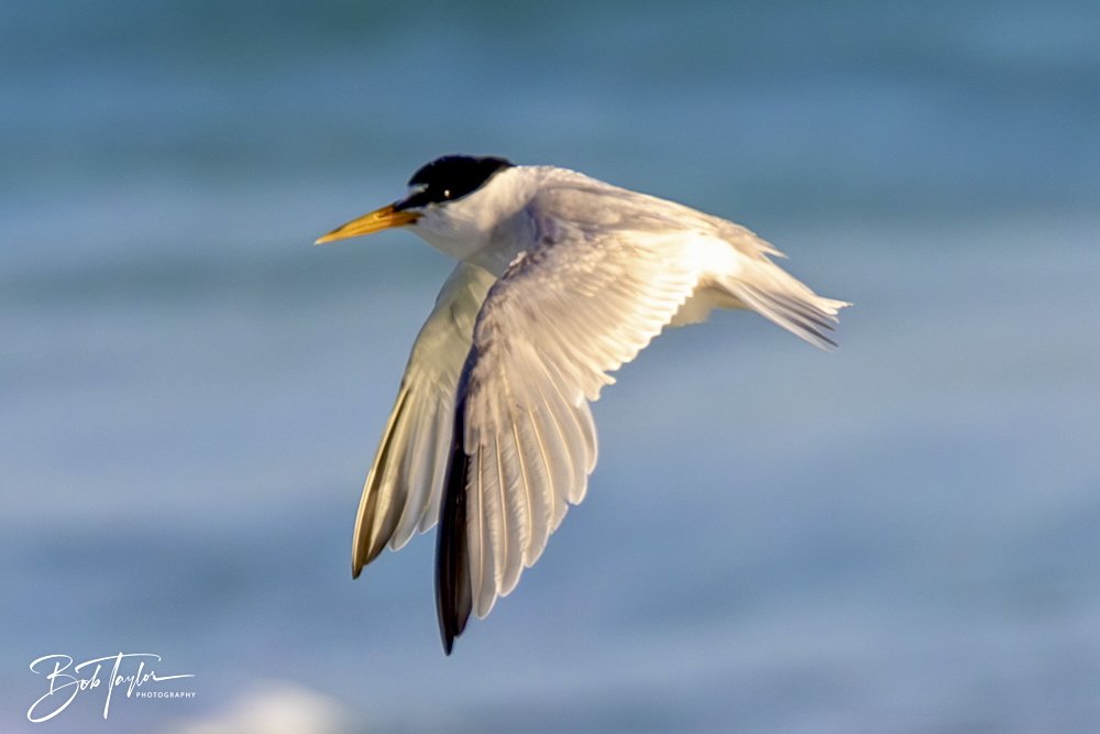 20240613-SASP Jun 24 -27.jpeg