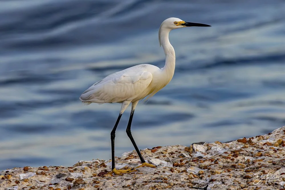 20240625-SASP Birds 4 -2.jpeg