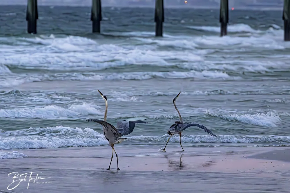 20240625-SASP Birds 3 -8.jpeg