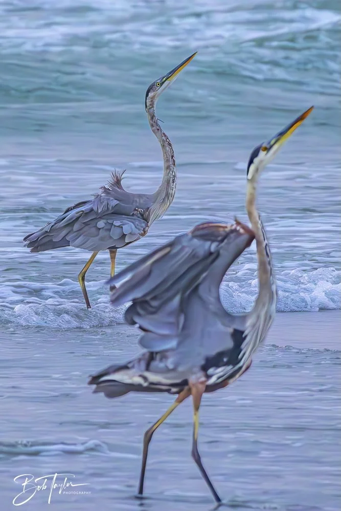 20240625-SASP Birds 3 -9.jpeg