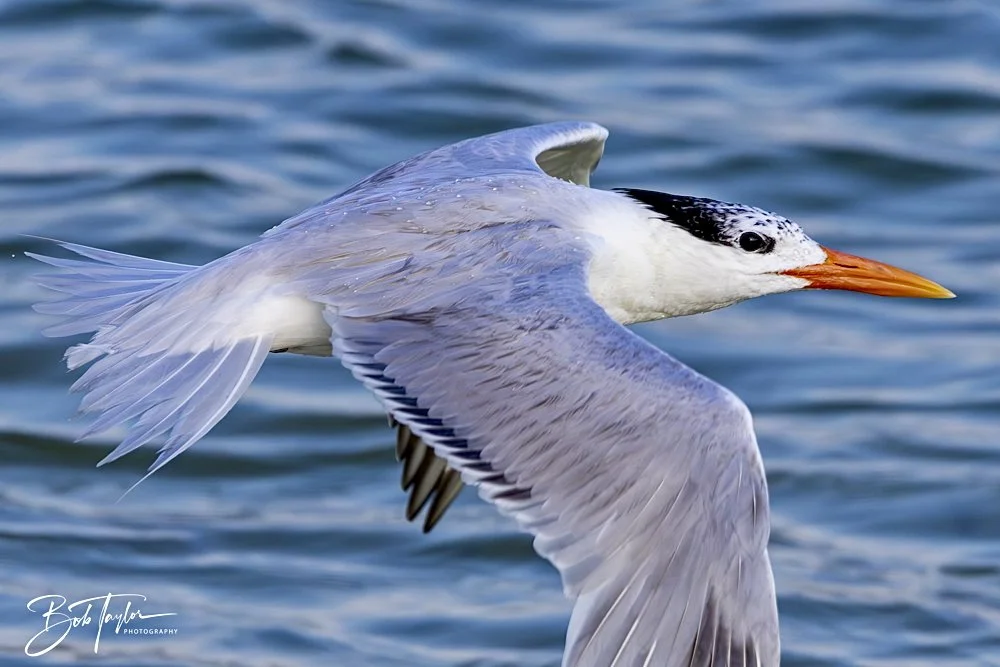 20240613-SASP Jun 24 -2.jpeg