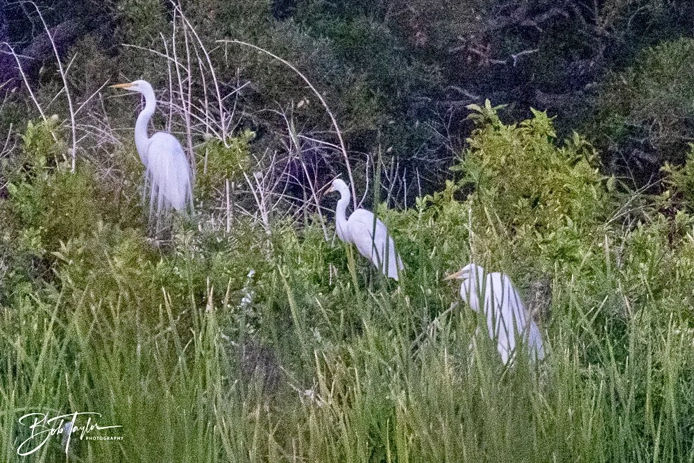 20240613-SASP Jun 24 -59.jpeg