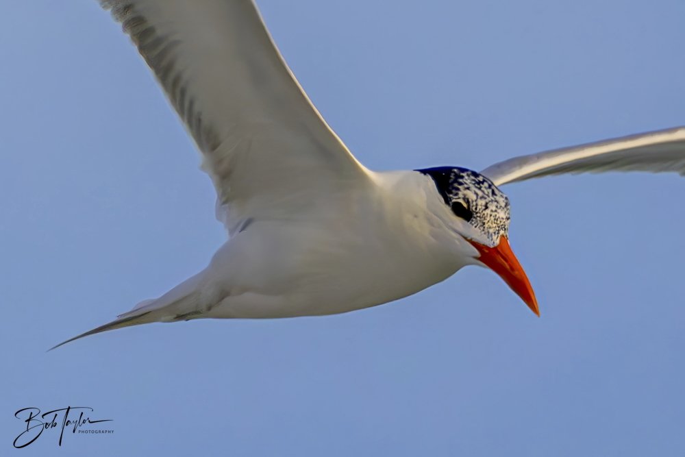 20240625-SASP Birds 1 -7.jpeg