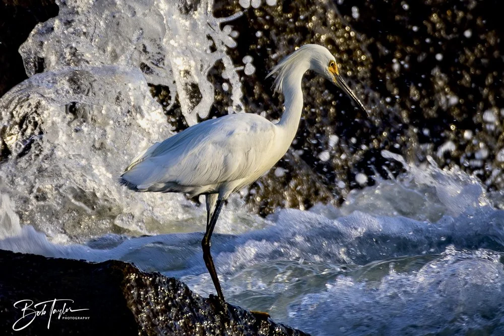 20240628-SASP People -26 (1).jpeg