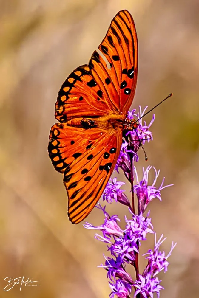 20231019-SASP 2023 -100.jpg