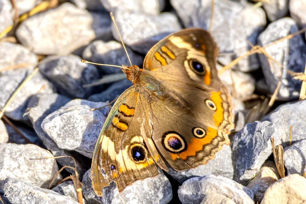 20231019-SASP 2023 -105.jpg