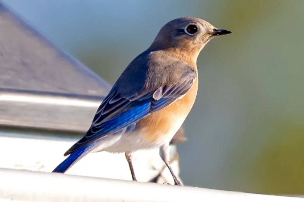 20231018-SASP 2023 -57.jpg