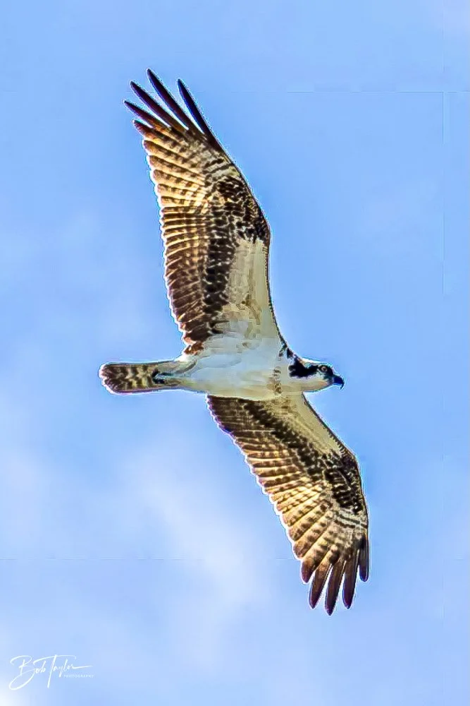 20231017-SASP 2023 -27.jpg