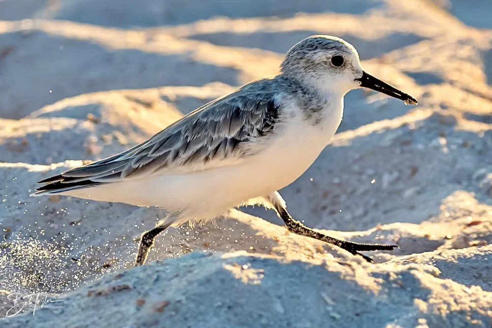 20231018-SASP 2023 -66.jpg