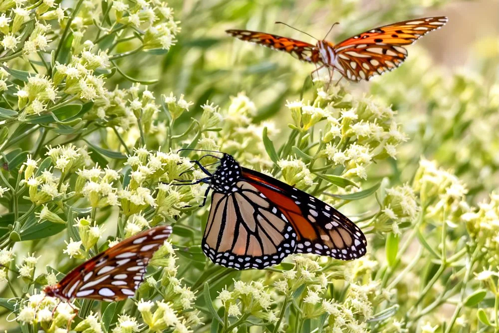 20231023-SASP 2023 -200.jpg