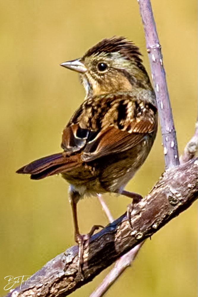 20231022-SASP 2023 -189.jpg