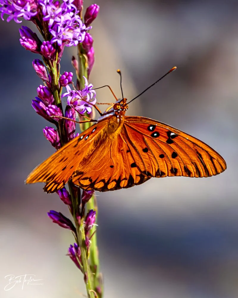 20231019-SASP 2023 -101.jpg