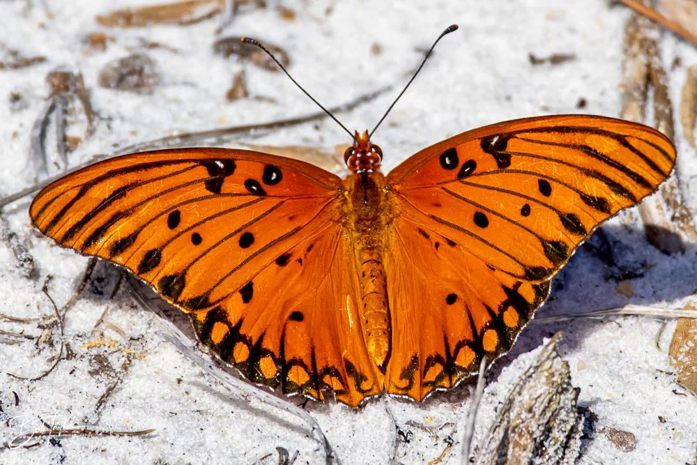 20231017-SASP 2023 -28.jpg