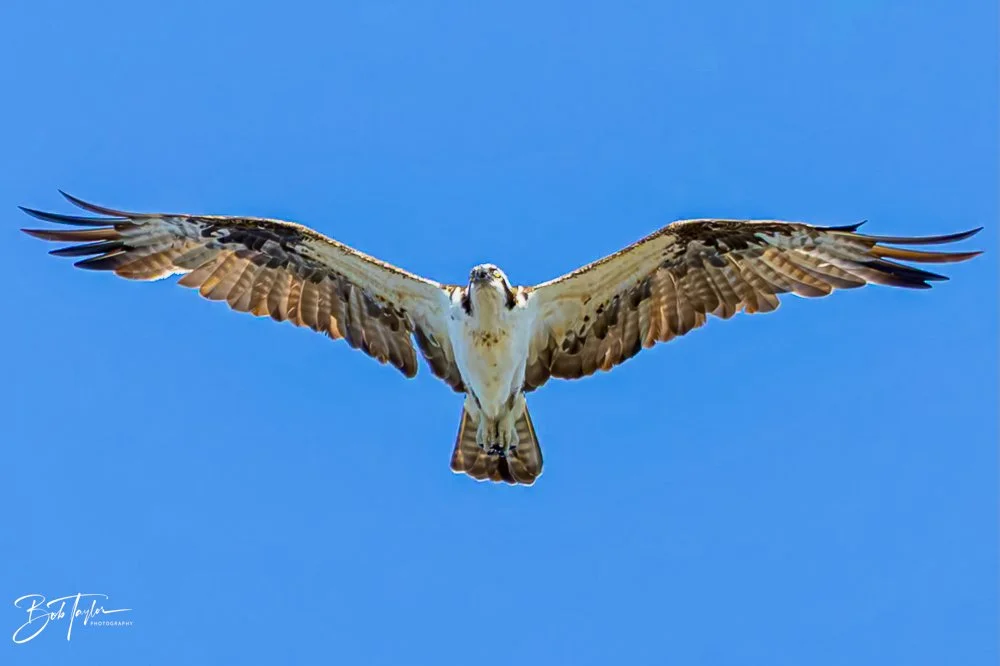 20231018-SASP 2023 -37.jpg