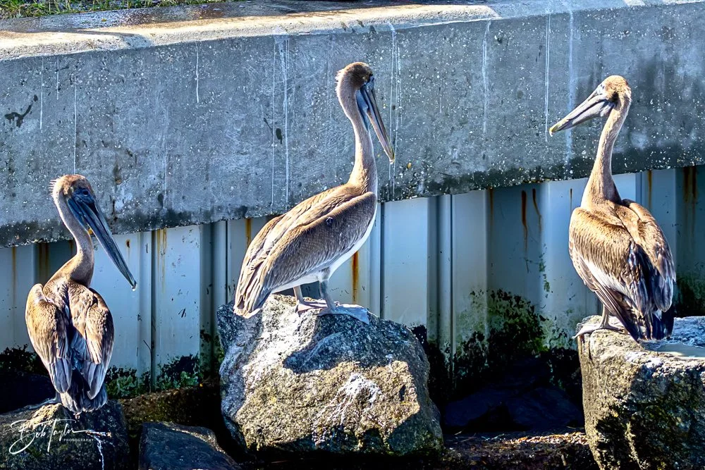 20231020-SASP 2023 -131.jpg