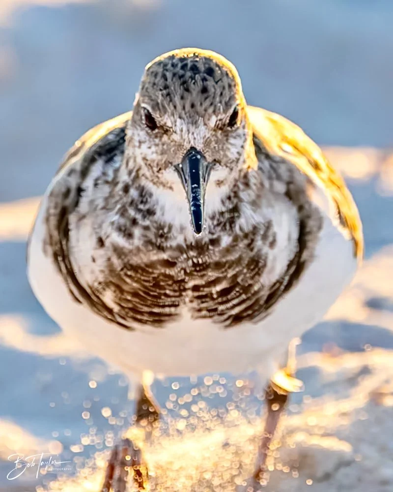 20231018-SASP 2023 -69.jpg