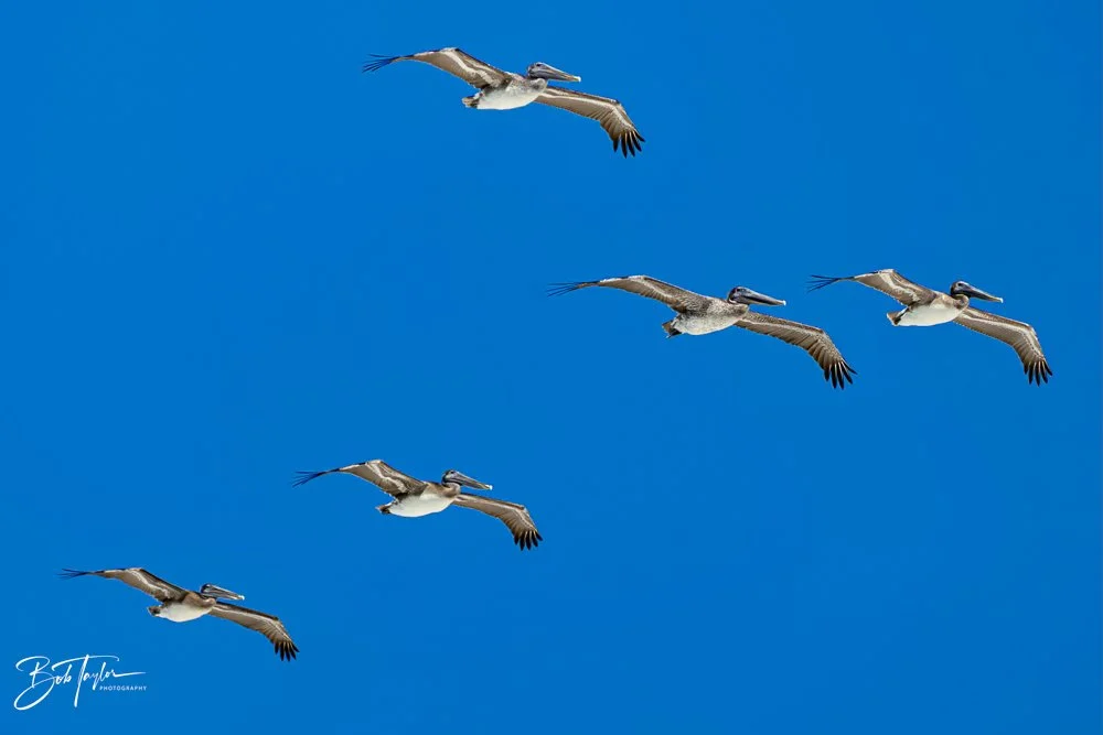 20231018-SASP 2023 -29.jpg