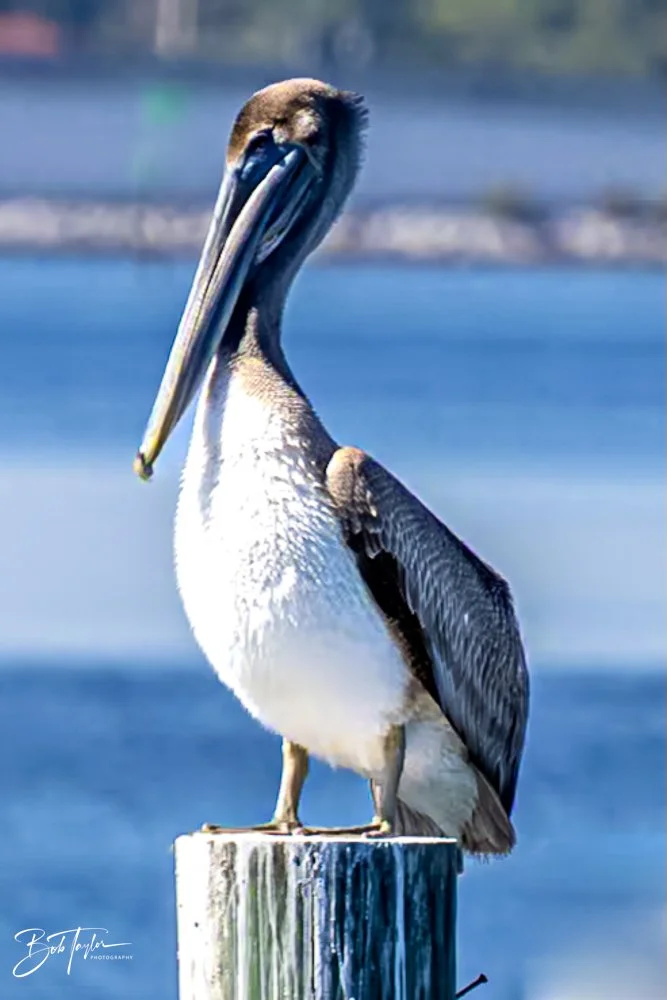 20231018-SASP 2023 -34.jpg