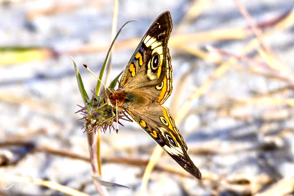 20231022-SASP 2023 -170.jpg