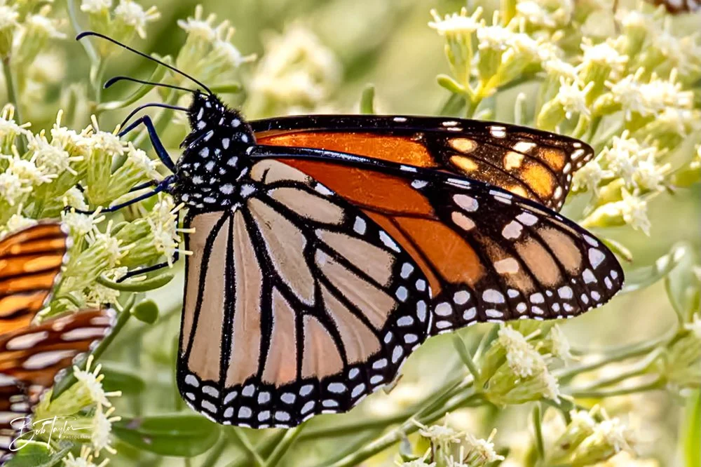 20231023-SASP 2023 -199.jpg