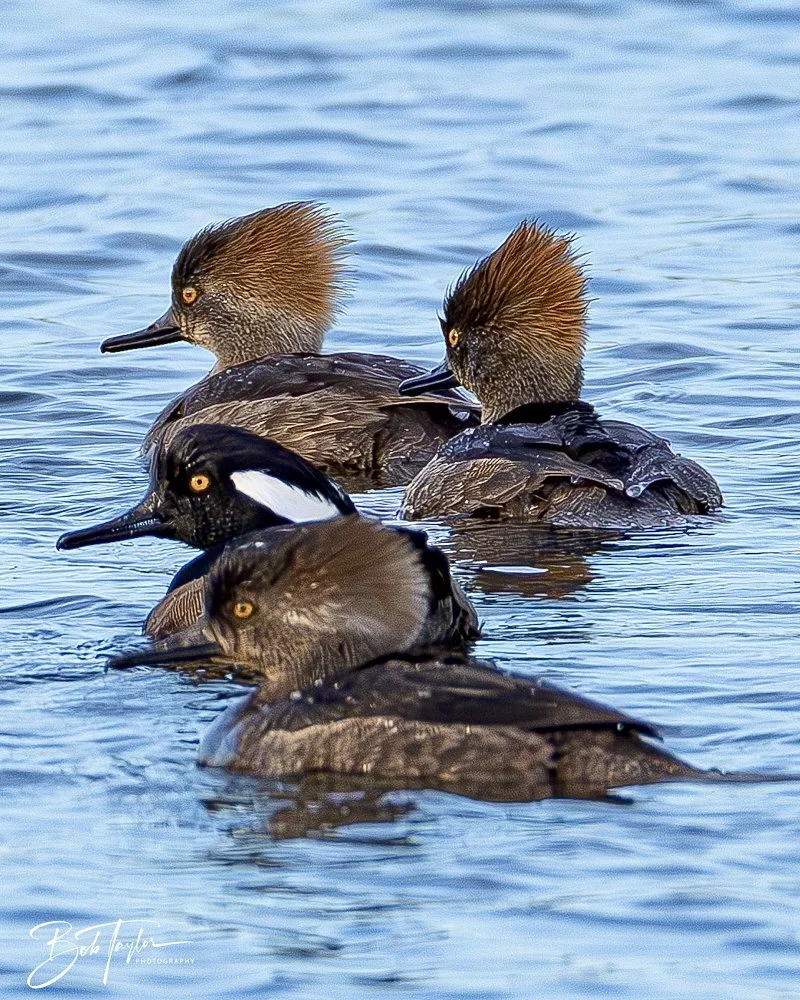 20250204-SASP Hooded Merganzers -2.jpeg