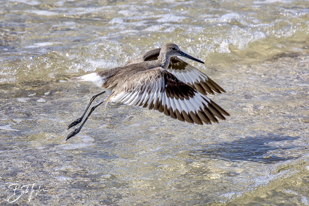 20250410-SASP Shoreline -18.jpeg