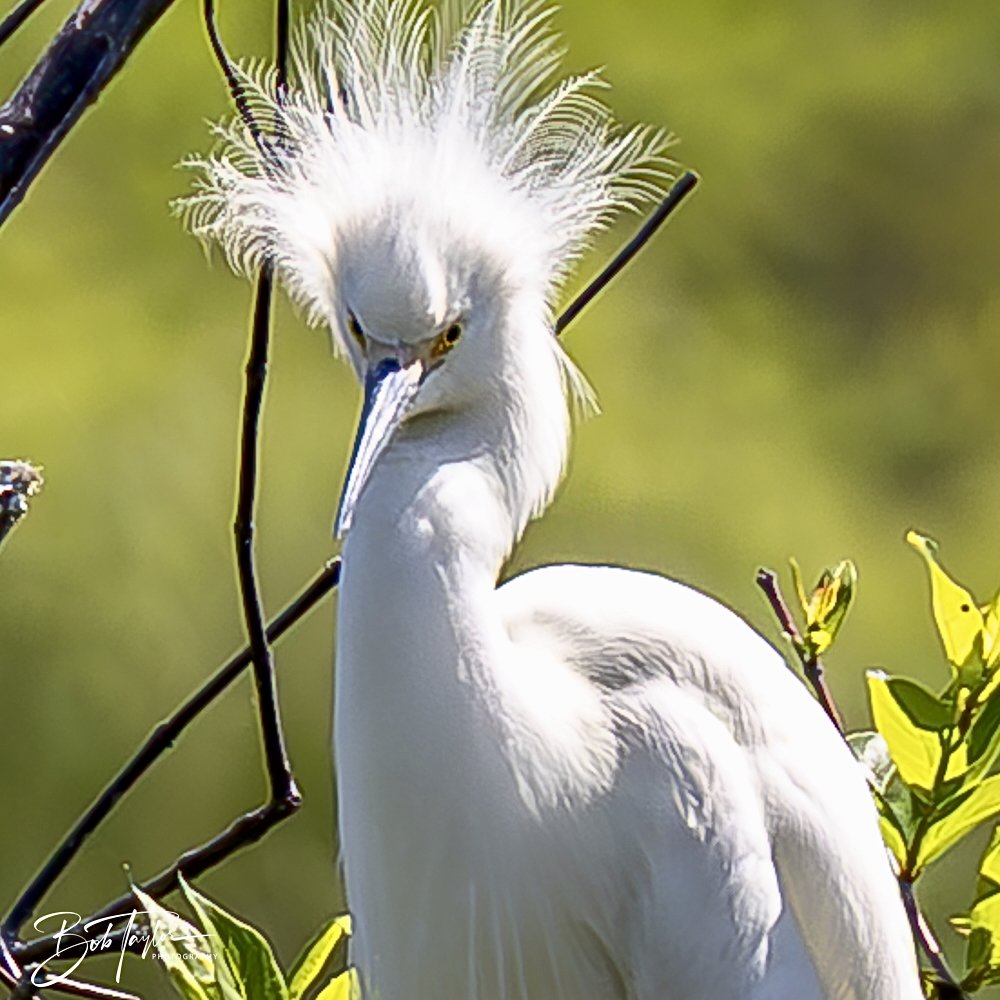 20250410-SASP Gator Lake -13.jpeg