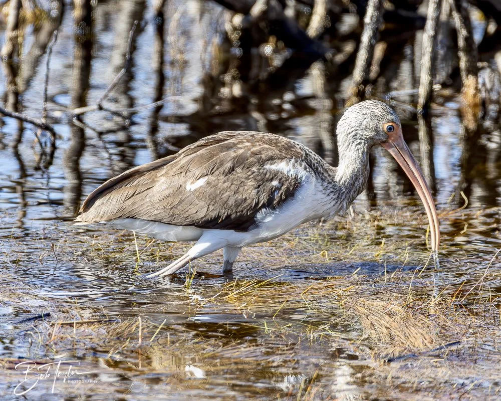 20250202-SASP Birds 1 -60.jpeg