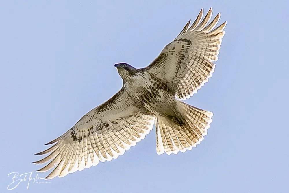 20250202-SASP Birds 1 -63.jpeg