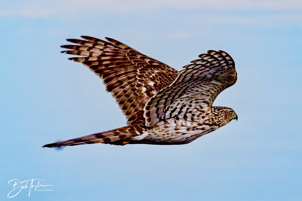 20250129-SASP Hawk -6.jpeg