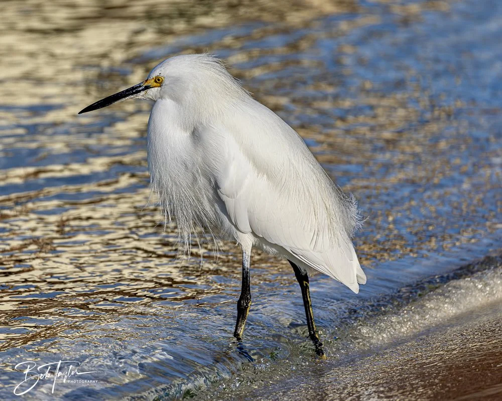 20250129-SASP Birds 1 -12.jpeg