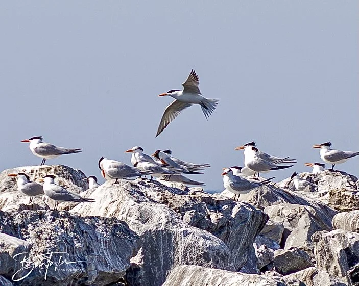 20250410-SASP Shoreline -26.jpeg