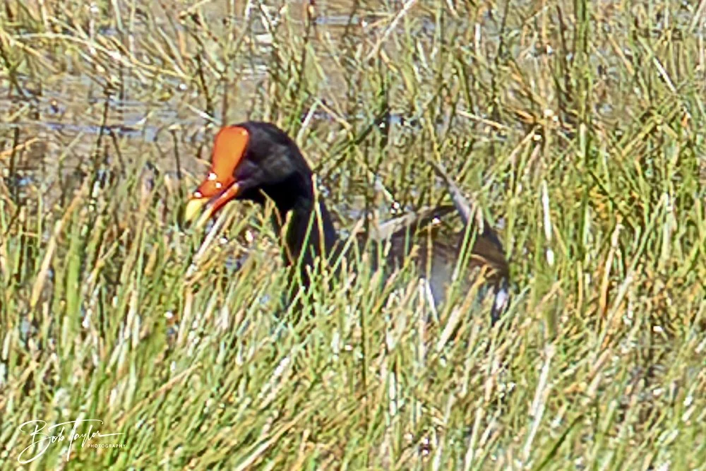 20250410-SASP Gator Lake -31.jpeg