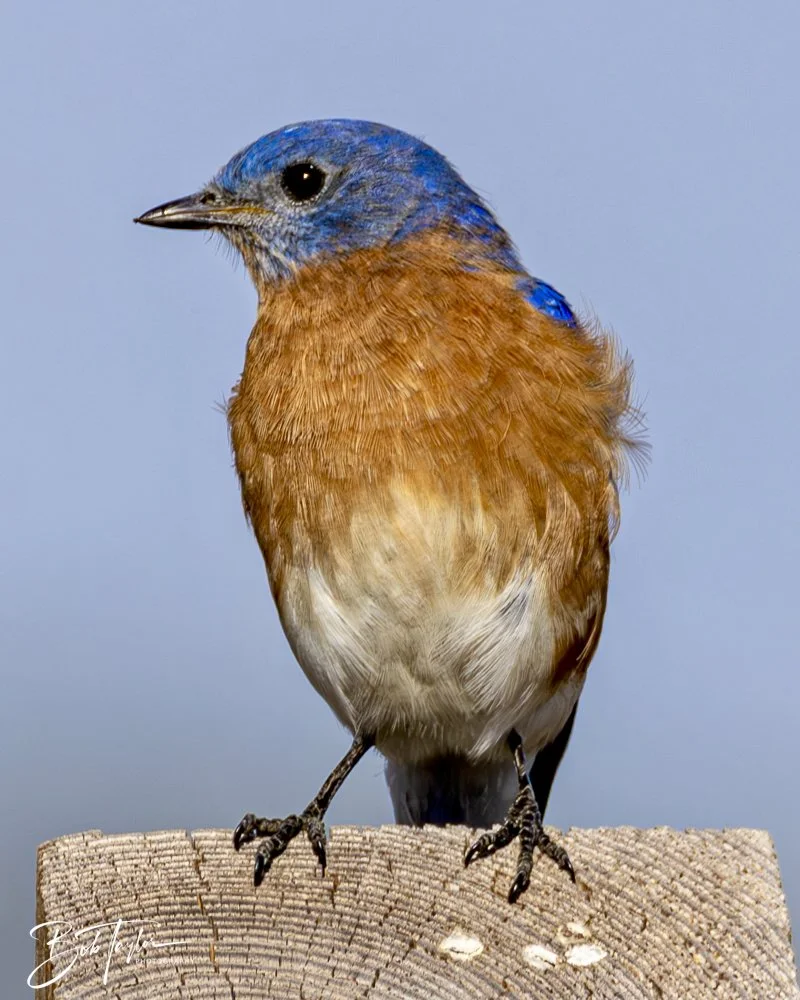 20250130-SASP Birds 1 -40.jpeg