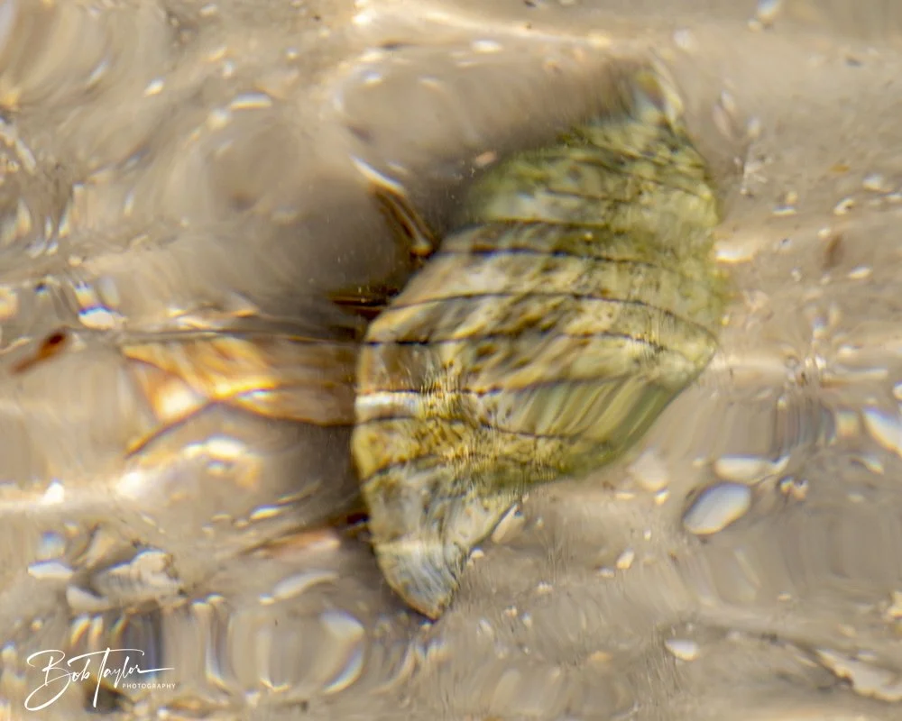 20250410-SASP Shoreline -9.jpeg