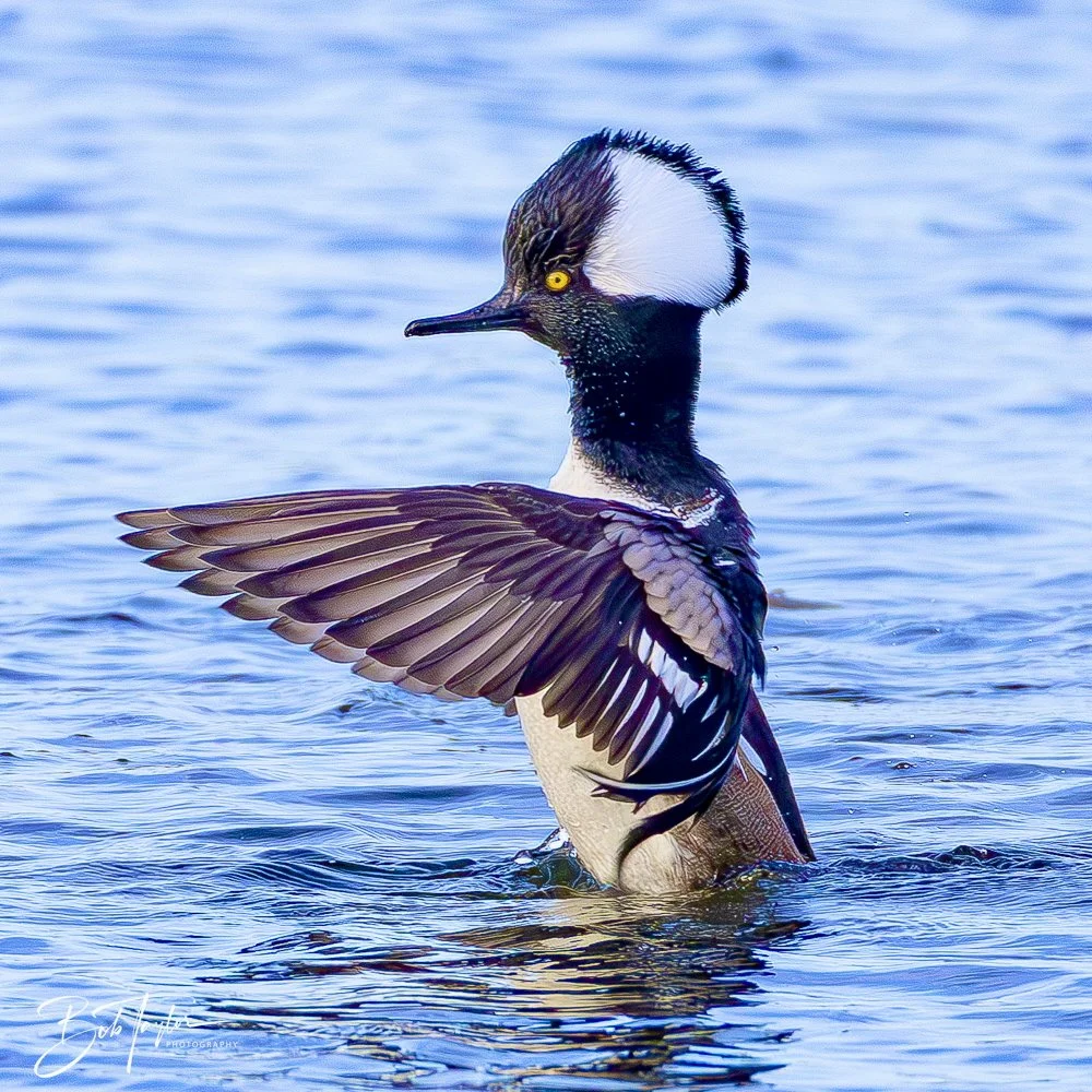 20250204-SASP Hooded Merganzers -1.jpeg