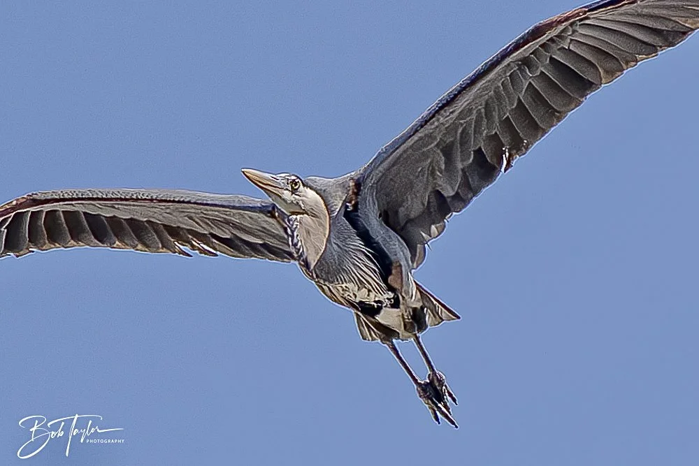 20250410-SASP Gator Lake -4.jpeg