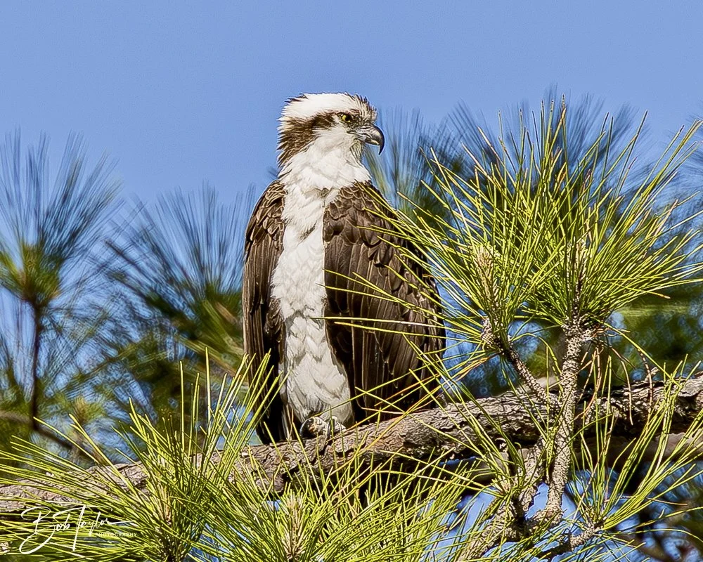 20250410-SASP Shoreline -3.jpeg