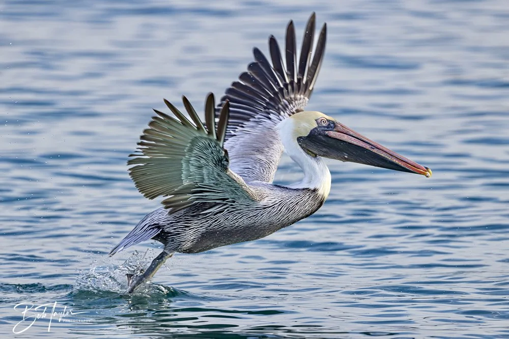 20250129-SASP Birds 1 -21.jpeg