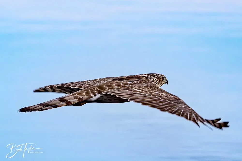 20250129-SASP Hawk -7.jpeg