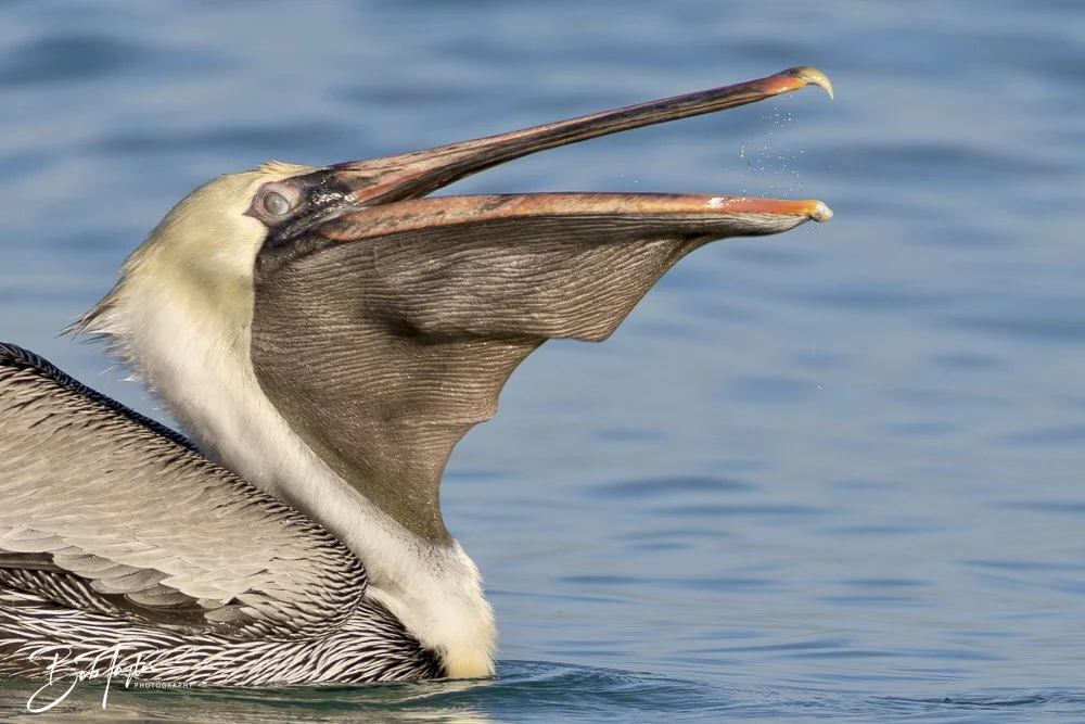 20250129-SASP Birds 1 -24.jpeg