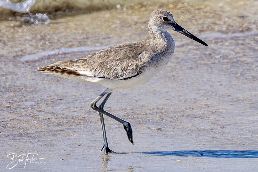 20250410-SASP Shoreline -17.jpeg