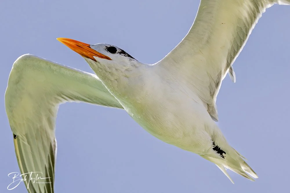 20250130-SASP Birds 1 -39.jpeg