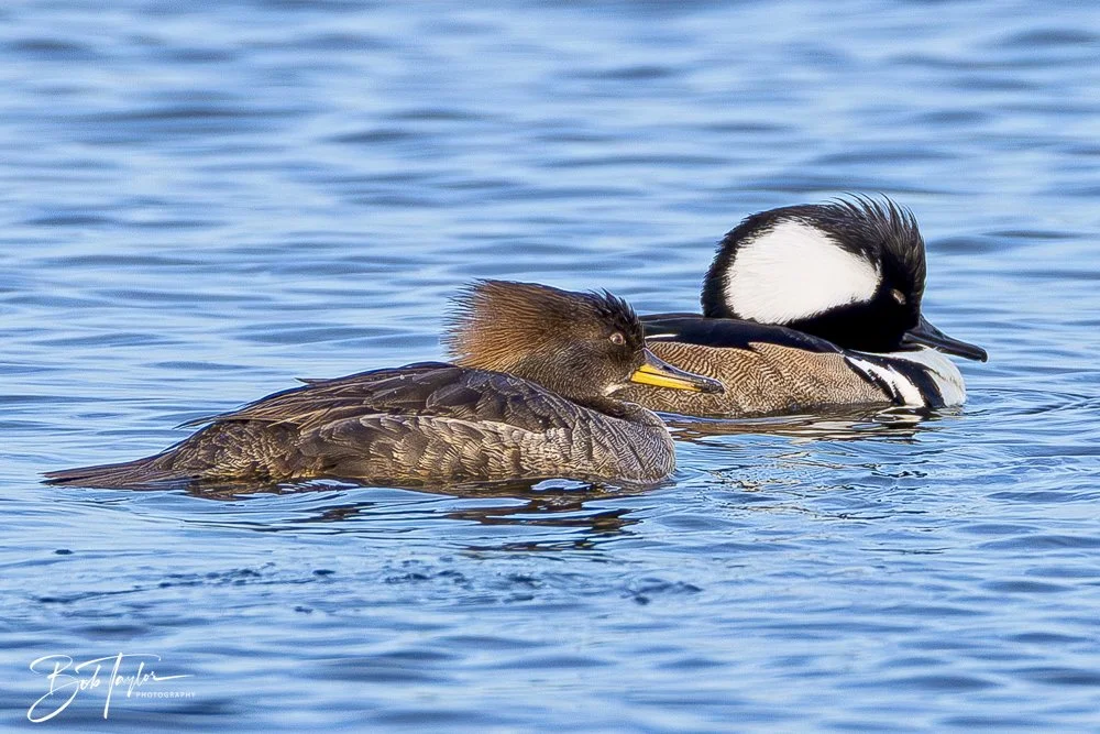 20250204-SASP Hooded Merganzers -8.jpeg