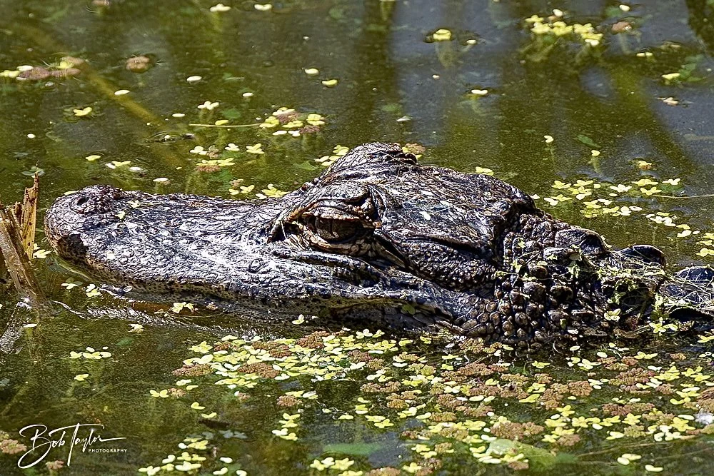 20250410-SASP Gator Lake -12.jpeg