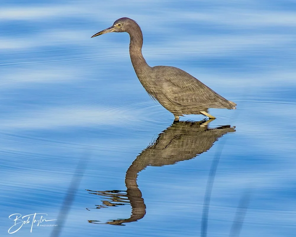 20250202-SASP Birds 1 -71.jpeg