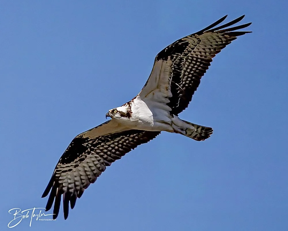 20250202-SASP Birds 1 -61.jpeg